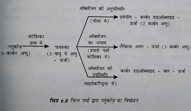  मनुष्य में श्वसन