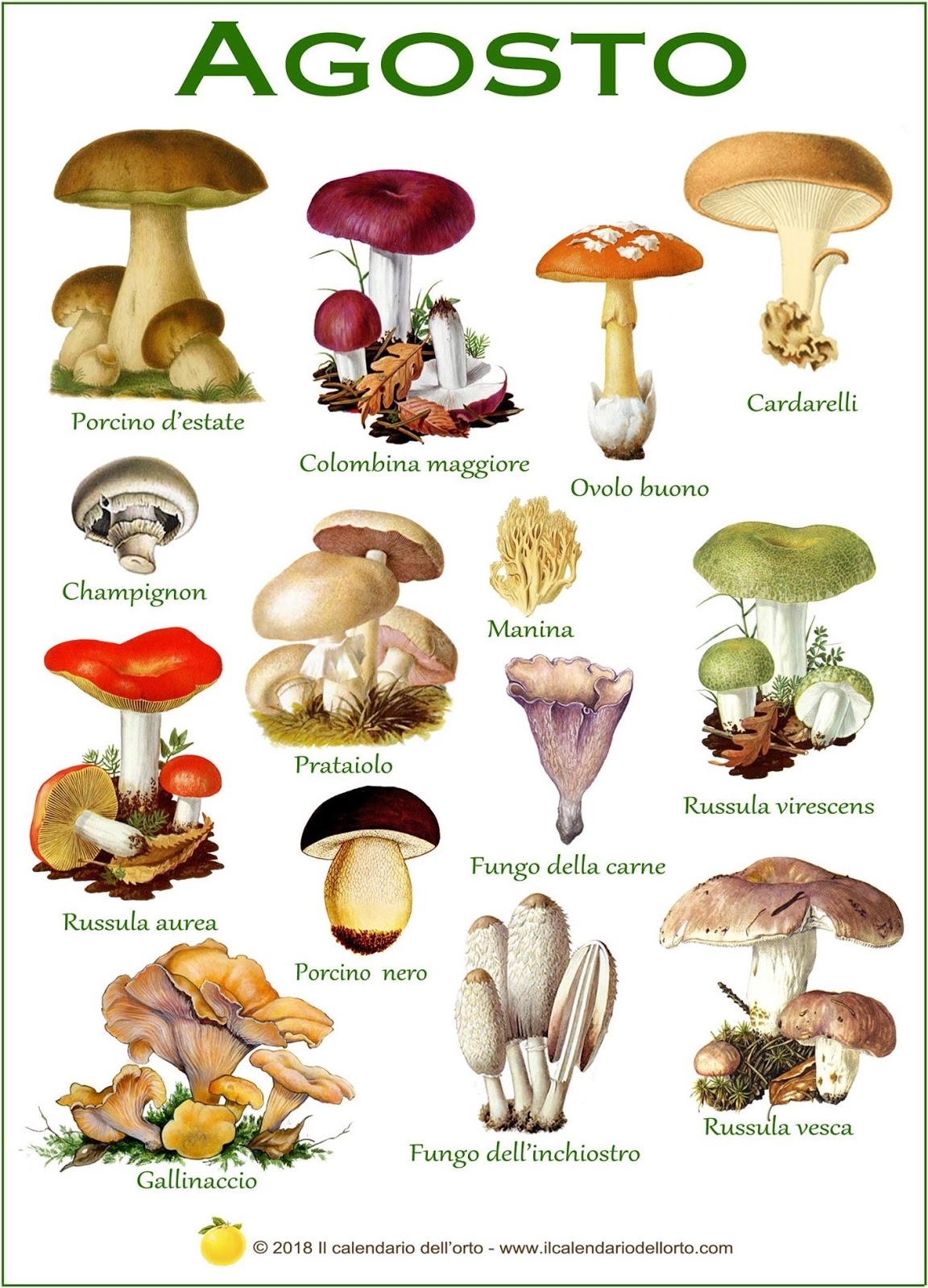 funghi che si trovano in agosto
