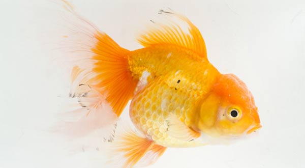 Mengatasi Ikan Mas Koki Diam Saja dan Tidak Mau Makan