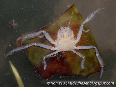 Leaf Porter Crab (Neodorripe callida)