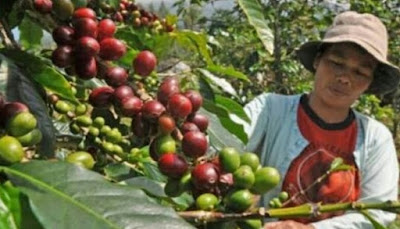 sejarah perkembangan kopi di indonesia, sejarah kopi arabika di indonesia, sejarah kopi liberika di indonesia, sejarah kopi robusta di indonesi