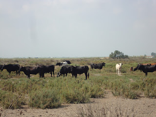 Bulls in the field - Sant Carles de La Rápita