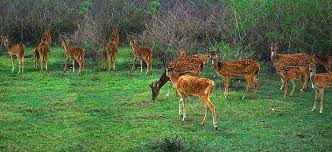 Bandipur national park 