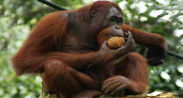 What is the color of an Orangutan?