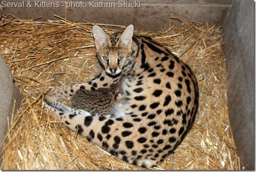 Venus a Savannah cat mother not far from her is lying on her side licking 
