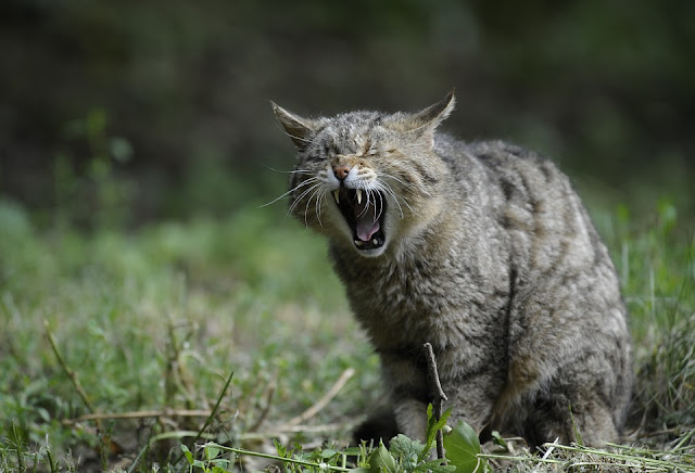 Las mejores imagenes de gatitos tiernossss, teamoimagenes.com