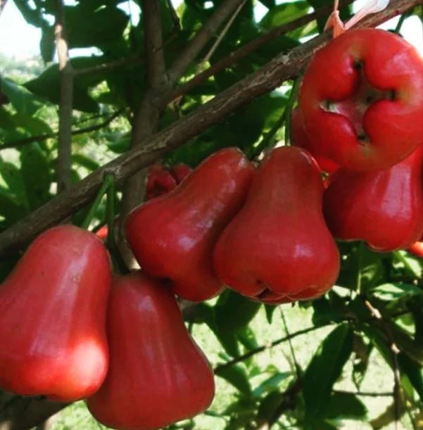 Bibit Jambu Air Cincalo Bikomi Tengah