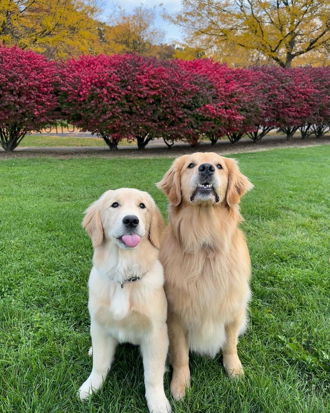 2 adorable golden retrievers