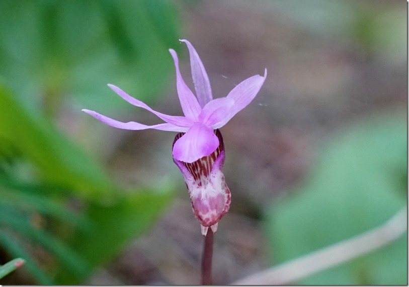 lopez orchid on iceberg point 033116 00008