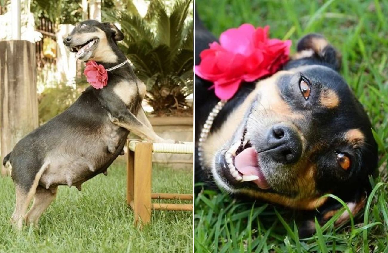 Cachorrinha grávida posa para a sua sessão de fotos de “Ensaio de Gestante”