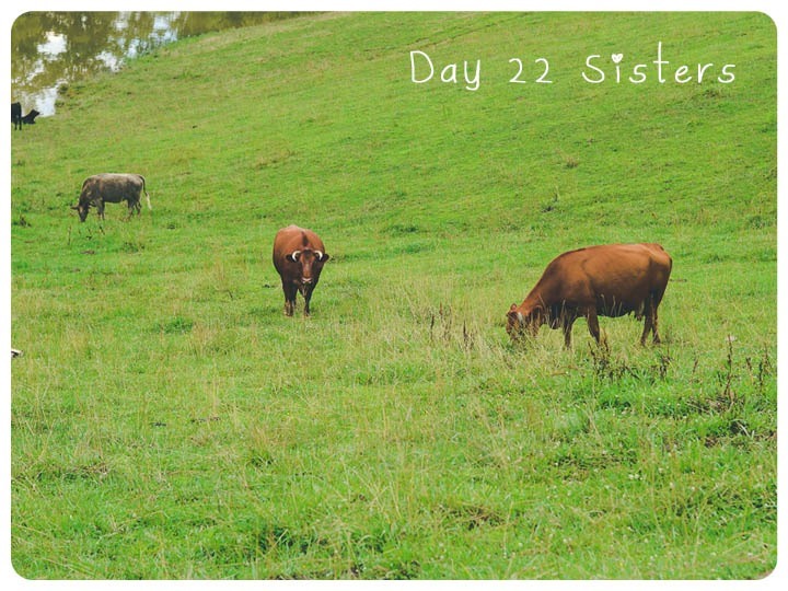 22 sisters