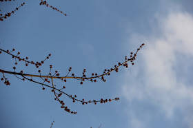 red maple, late March bud burst