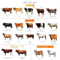 أنواع الأبقار حول العالم: دليل شامل لأشهر السلالات واستخداماتها