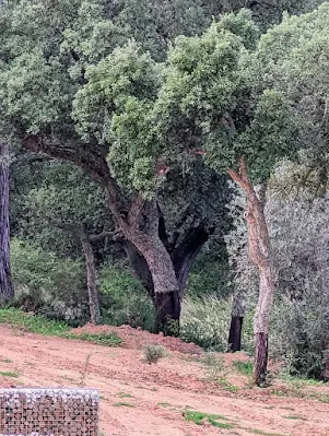 Cork tree on the Setúbal Peninsula