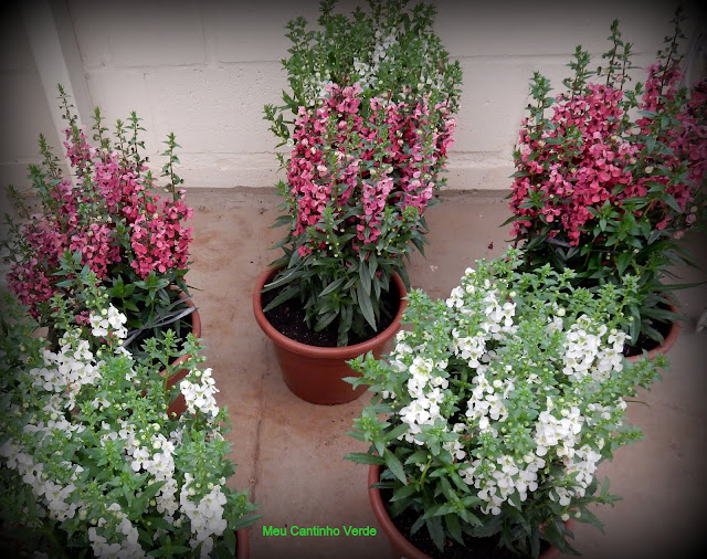 Angelonia angustifolia 