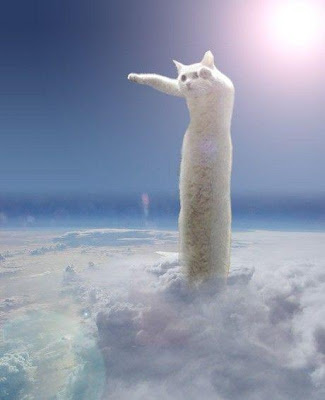 polar cat in the heaven