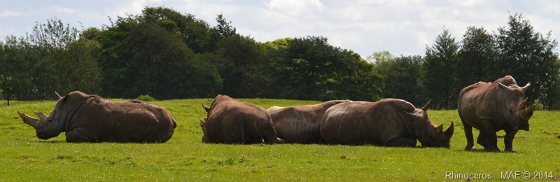 2014-05-25 Whipsnade 014