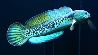 5 Jenis Ikan Channa Termahal di Indonesia