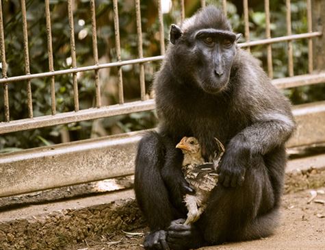 Instinto animal: Macaca cria frango como se fosse seu 'filho' em zoológico de Israel