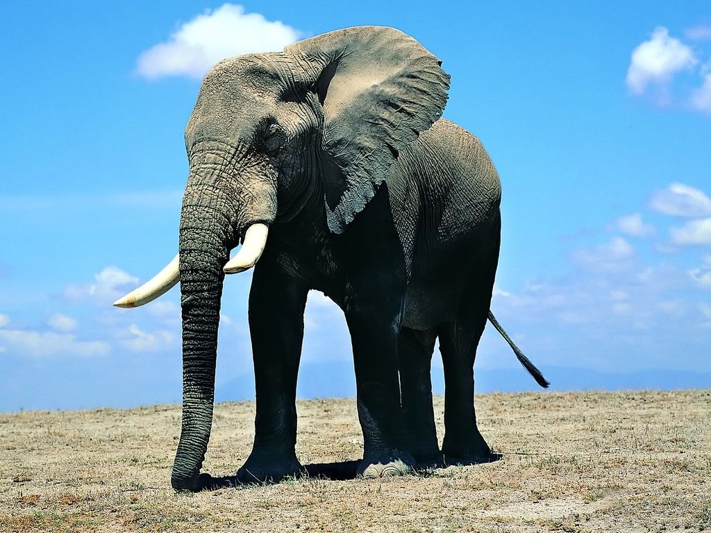 Foto-Foto Binatang - Gambar Gajah