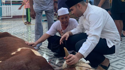 Anggota DPRD Jambi Rendra Usman Kurban Sapi Simental di Kampung Nelayan