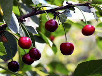 ВИШНЯ Prunus garden сад tree дерево plant цветок flower растение grow выращивание vegetable огород многолетние fruit seeds grass семена berry growing landscaping трава planting gardening perennial посадка cultivation shrub фрукт ягода куст озеленение многолетник овощеводство cадоводство