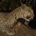 Εκπληκτικό Βίντεο Η δολοφόνος λεοπάρδαλη υοθέτησε το παιδί του θύματός της!!