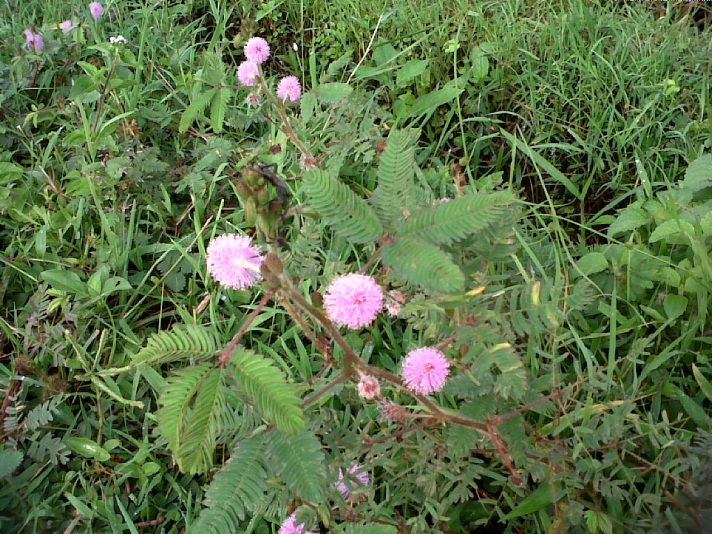 Klasifikasi Dan Morfologi Putri  Malu  Mimosa pudica L 