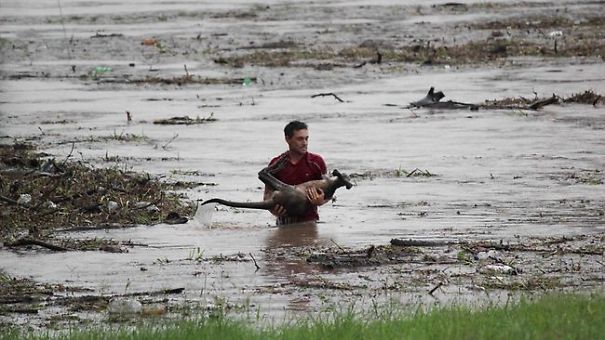 Man risks own life to save a wallaby drowning in flood waters.