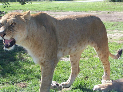 A Lion With A Huge Head And Mane