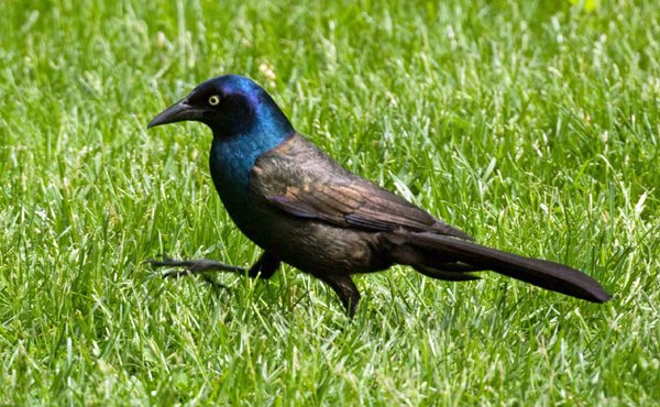 common grackle flight. female common grackle.