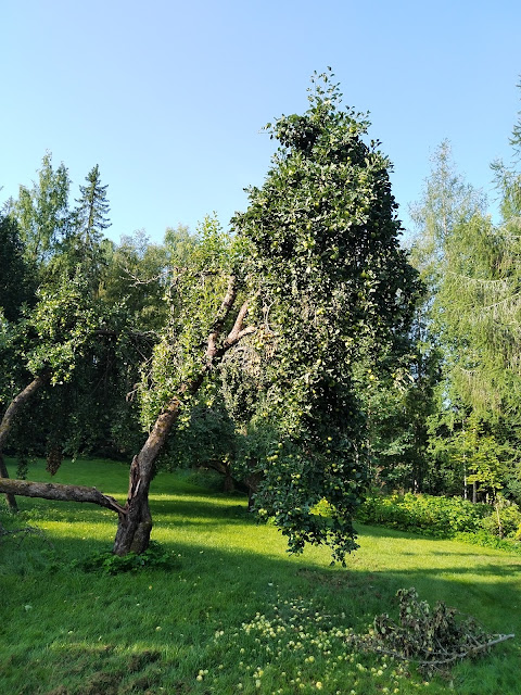 #Tampereen #pihatyöt #puutarhatyöt #omenapuiden #pihapuiden #pensasaitojen #ruohikoiden #leikkaukset Talonmiespalvelu@gmail.com 044-3380291 tilaukset tiedustelut kuva14
