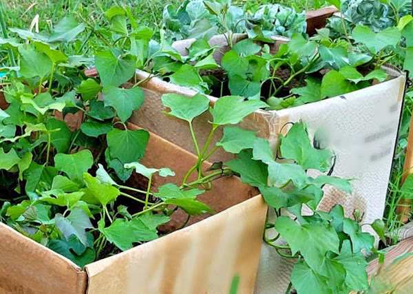 How to Start a Vegetable Garden from Scratch Using Cardboard Boxes