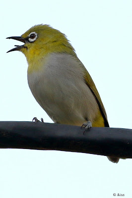 "Indian White-eye (Zosterops palpebrosus), a small and lively songbird. Distinctive yellow-green plumage with a white eye-ring. Perched on a cable."