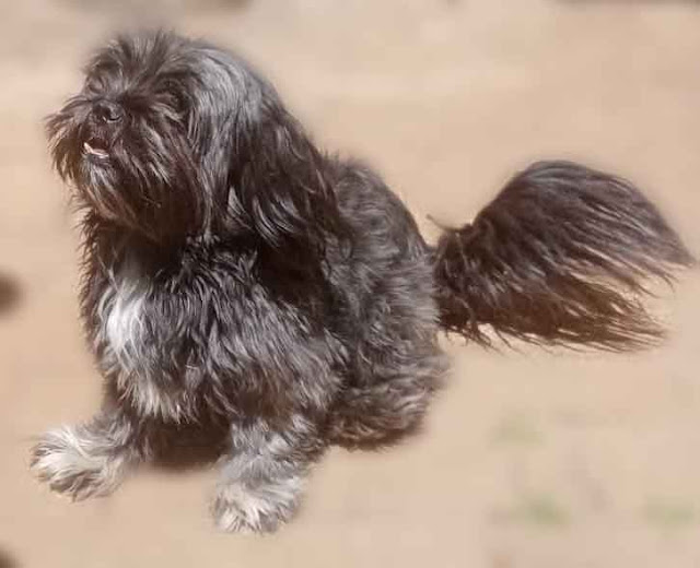 small black Yorkie with white paws