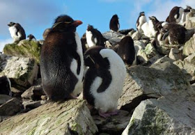 penguins gather on the coast of Murrell Farm