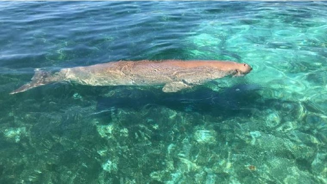 friendship-man-with-mermaids-become tourist attractions