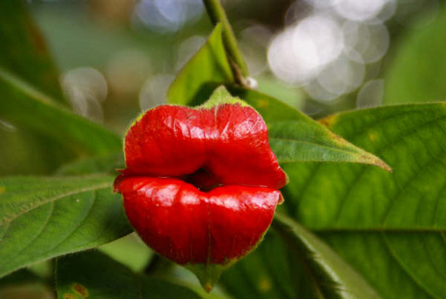 Flor tropical tem formato de lábios