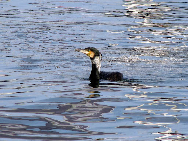 Cormorant, Porto Mediceo, Livorno