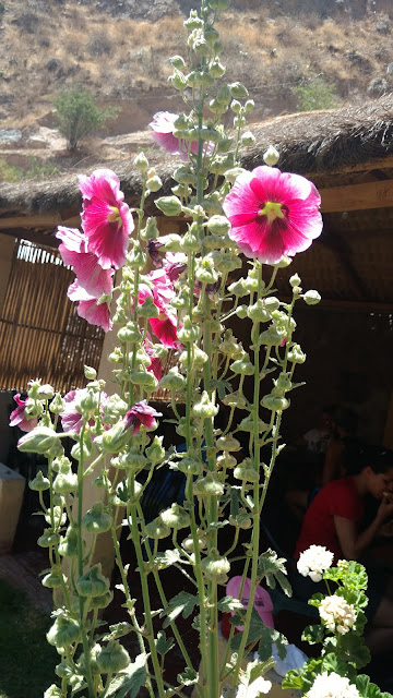 flowers grown at a village at the canyon's bottom