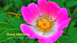 Pink color Flower greetings.good morning wishes images with Prairie rose Flower.