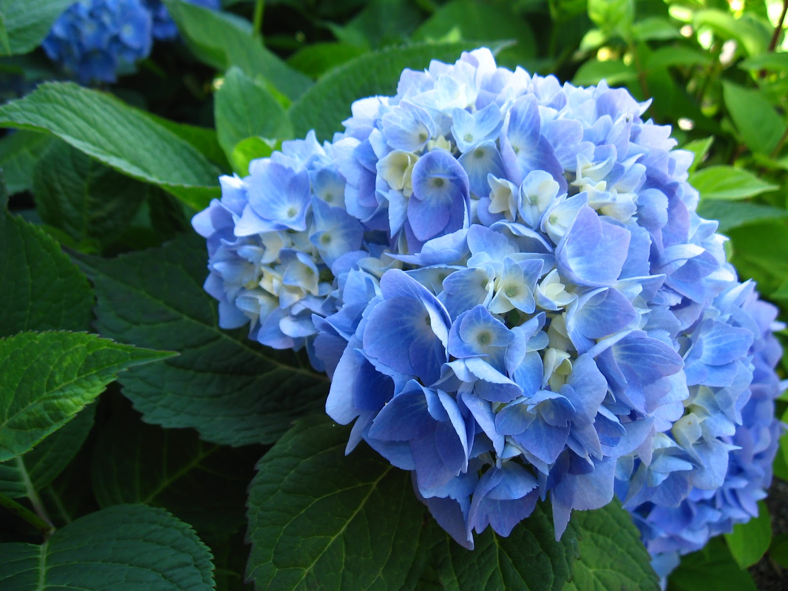 Hydrangea Pruning: A Photo Primer