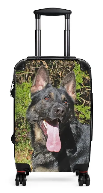 Travel Suitcase With European Big Black Over Tan Giant Personality German Shepherd Leaving Tongue Out