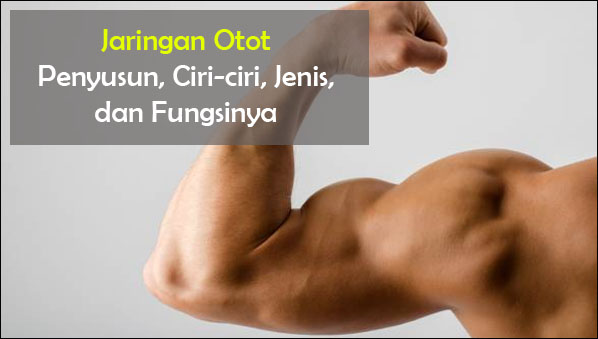 Jaringan Otot