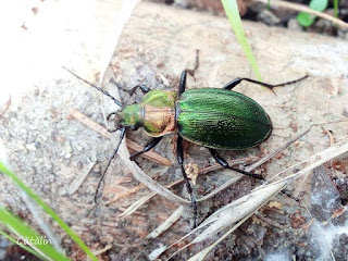 Carabus (Eucarabus) obsoletustus carpathicus IMG20180415-114153