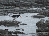 This individual was seen on the shore of the Kaikoura Peninsula. It is amazing that Nature provides a bird with such a powerful bill.