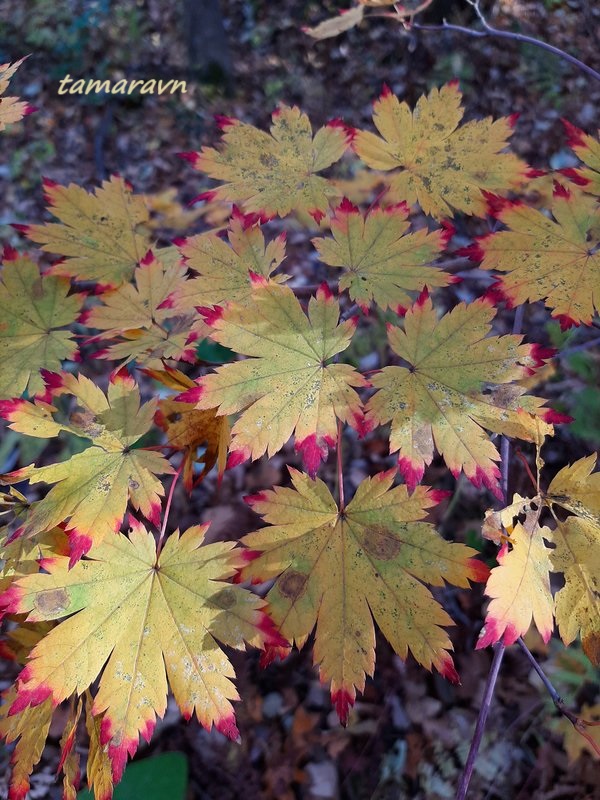 Клён ложнозибольдов (Acer pseudosieboldianum)