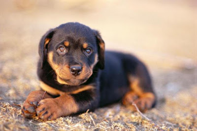 Austrian Hound puppy photo
