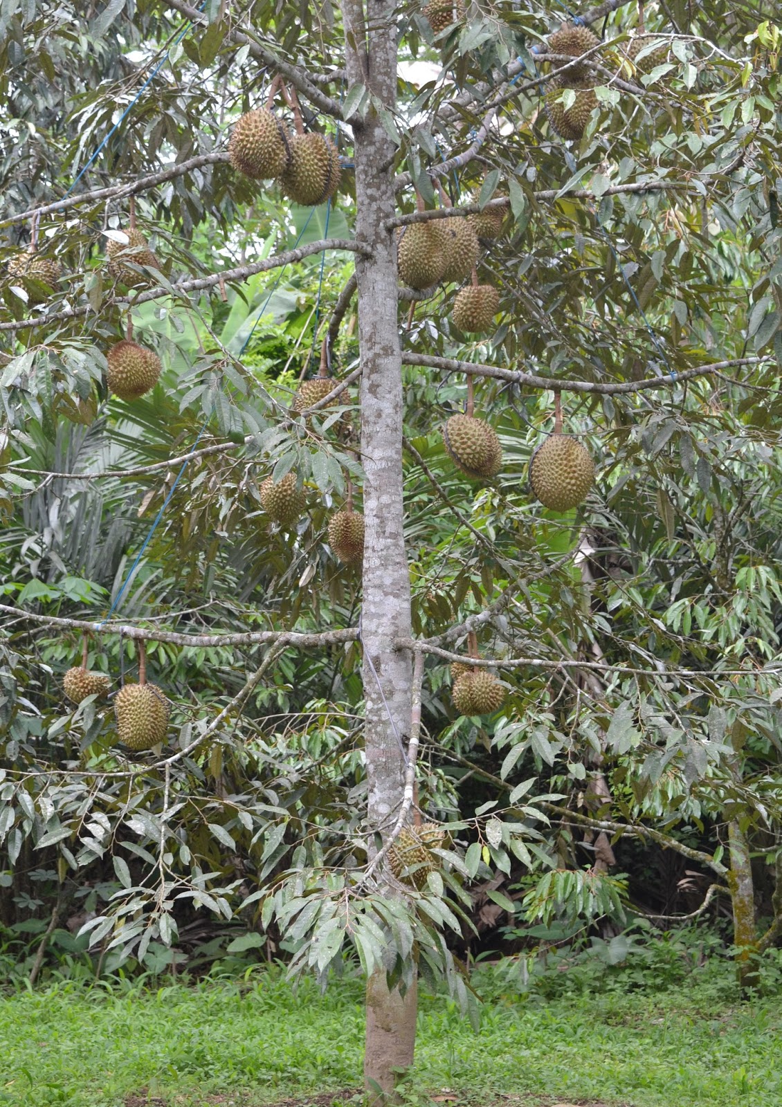  Gambar  Panoramio Photo Kebun  Durian Ndeso Buah  Gambar  di 