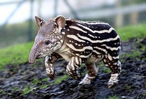 tapir baby Os animais mais estranhos e esquisitos do mundo